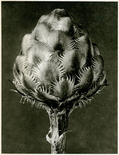 Centaurea Grecesina by Karl Blossfeldt